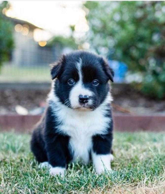 Therapiehund Logopädische Praxis Stolberg
