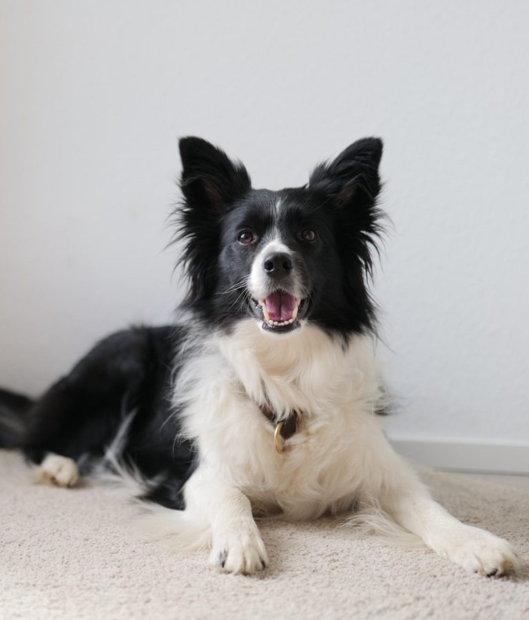 Therapiehund Logopädische Praxis Stolberg